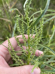 Amaranthus cannabinus