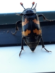 Nicrophorus interruptus