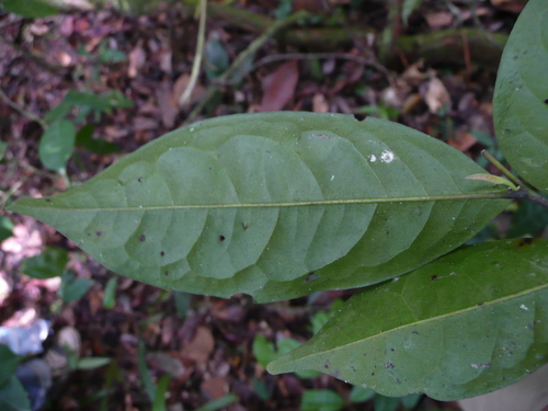 Greenwayodendron oliveri observed 2009-03-06