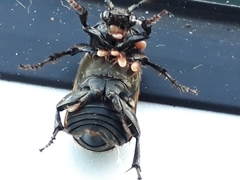 Nicrophorus interruptus
