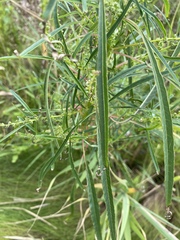 Amaranthus cannabinus