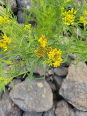 Solidagininae