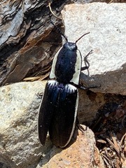 Chalcolepidius apacheanus