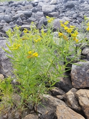 Solidagininae