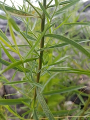 Solidagininae