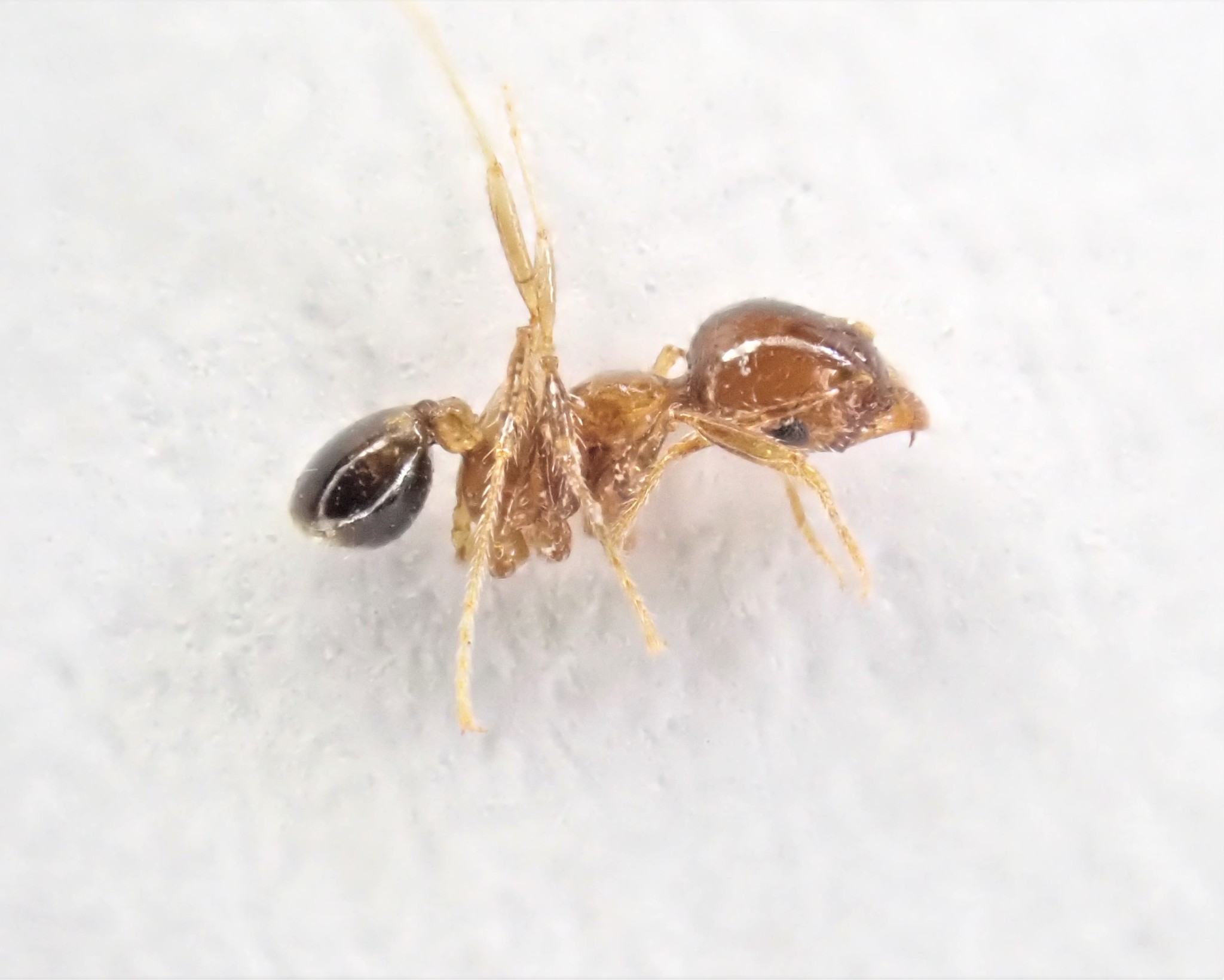 Pheidole irritans