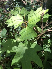 Hydrangea quercifolia