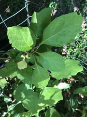 Magnoliopsida