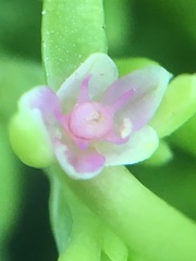 Nitrophila occidentalis
