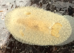 Acanthodoris rhodoceras