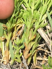 Nitrophila occidentalis