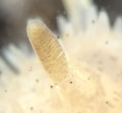 Acanthodoris rhodoceras