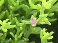 Nitrophila occidentalis