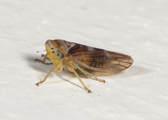 Populicerus formosus