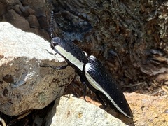 Chalcolepidius apacheanus