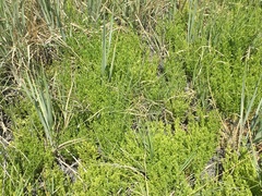 Nitrophila occidentalis