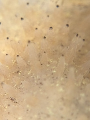 Acanthodoris rhodoceras