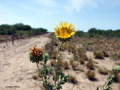 Grindelia brachystephana
