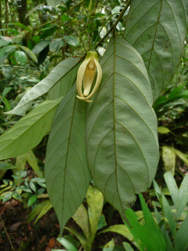Neostenanthera