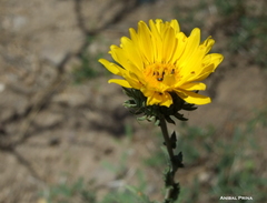 Grindelia brachystephana