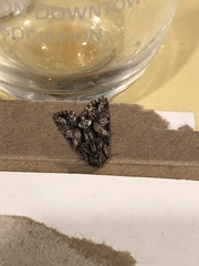 Chytonix palliatricula