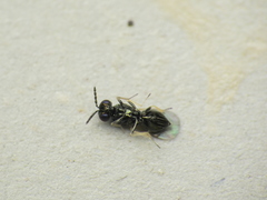 Chrysocharis