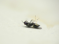 Chrysocharis