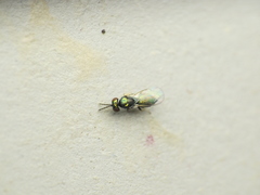 Chrysocharis