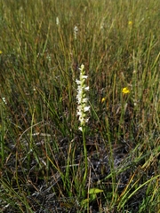 Spiranthes × stellata