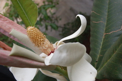 Magnolia sharpii