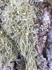 Ramalina calicaris