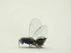 Chrysocharis