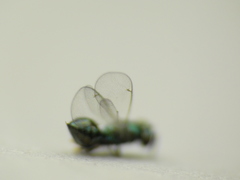 Chrysocharis