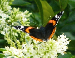 Vanessa atalanta