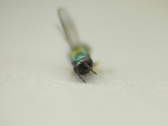Chrysocharis