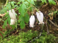 Dicentra formosa