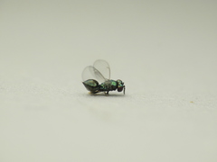 Chrysocharis