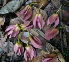 Monanthotaxis hirsuta