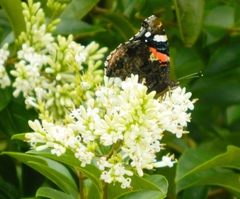Vanessa atalanta