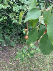 Prunus serotina