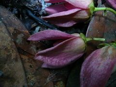 Monanthotaxis hirsuta