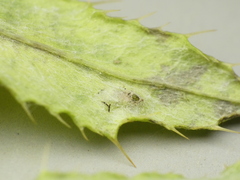 Chrysocharis