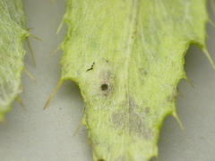 Chrysocharis