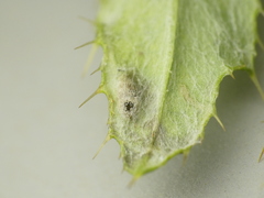 Chrysocharis