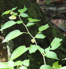 Calliphysalis carpenteri