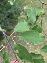 Prunus serotina