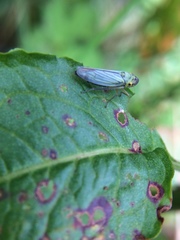 Cicadella viridis