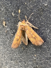 Perigea xanthioides