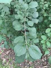 Rhamnus cathartica