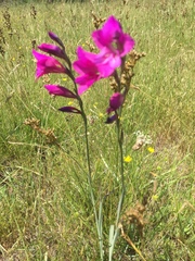 Gladiolus italicus